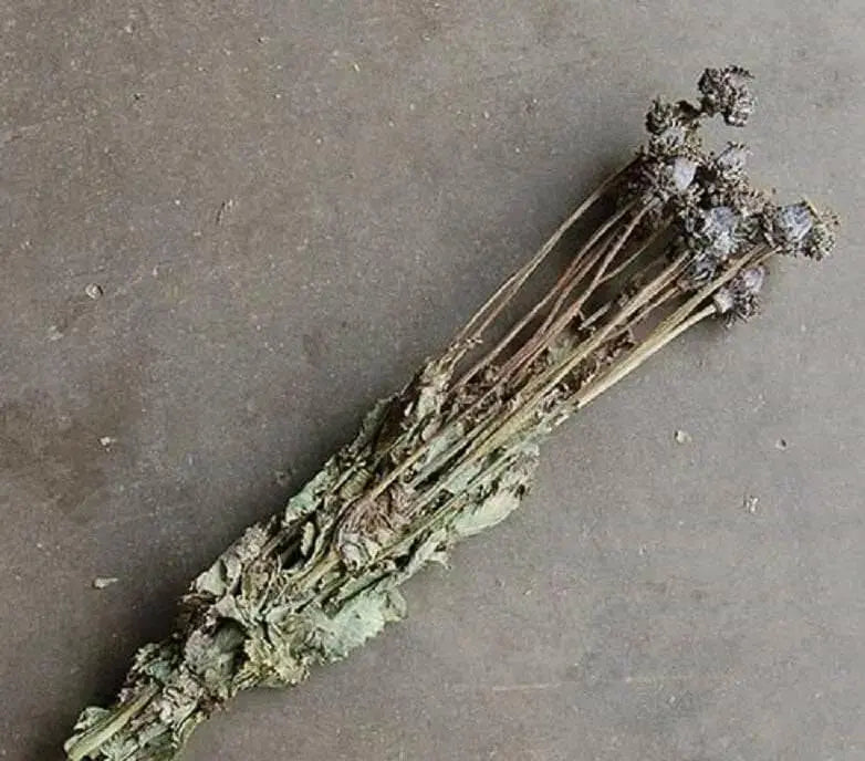 Hen and Chickens Poppy ,flowers Seeds - Caribbean garden seed