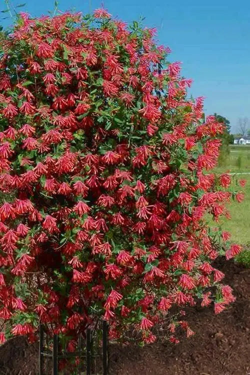 Honeysuckle Major wheeler , 2.5 ' POT LIVE Starter Plant, Perennial Vine - Caribbean garden seed