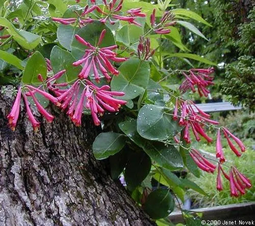 Honeysuckle Major wheeler , 2.5 ' POT LIVE Starter Plant, Perennial Vine - Caribbean garden seed