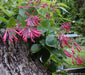 Honeysuckle Major wheeler , 2.5 ' POT LIVE Starter Plant, Perennial Vine - Caribbean garden seed