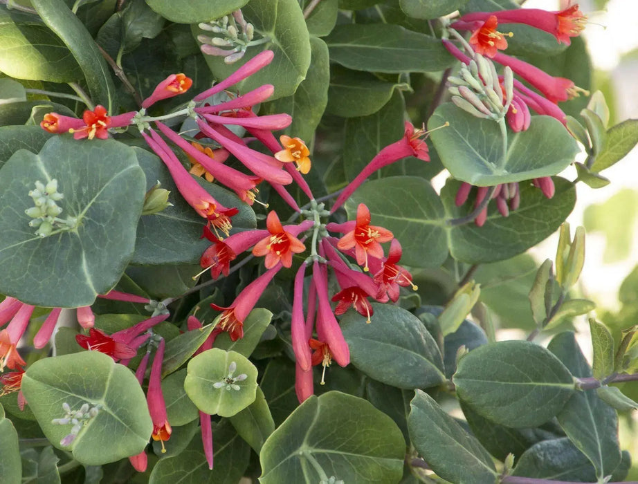 Honeysuckle Major wheeler , 2.5 ' POT LIVE Starter Plant, Perennial Vine - Caribbean garden seed