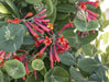 Honeysuckle Major wheeler , 2.5 ' POT LIVE Starter Plant, Perennial Vine - Caribbean garden seed