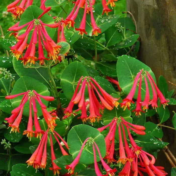 Honeysuckle Major wheeler , 2.5 ' POT LIVE Starter Plant, Perennial Vine - Caribbean garden seed