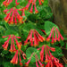 Honeysuckle Major wheeler , 2.5 ' POT LIVE Starter Plant, Perennial Vine - Caribbean garden seed