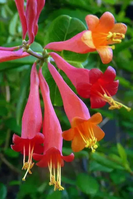 Honeysuckle dropmore ,Starter Plant, flowers VINE - Caribbean garden seed