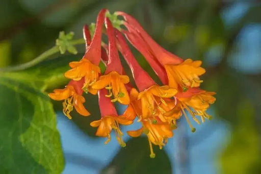 Honeysuckle dropmore ,Starter Plant, flowers VINE - Caribbean garden seed