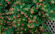 Honeysuckle dropmore ,Starter Plant, flowers VINE - Caribbean garden seed