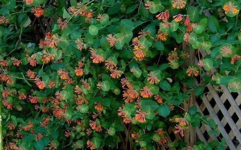 Honeysuckle dropmore ,Starter Plant, flowers VINE - Caribbean garden seed