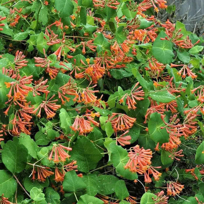 Honeysuckle dropmore ,Starter Plant, flowers VINE - Caribbean garden seed
