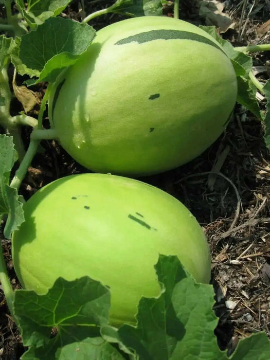 Honeydew Melon Seed - Grow In the garden, in containers, on balconies or porches HEIRLOOM , Organic,Utreated Non gmo - Caribbean garden seed