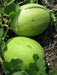 Honeydew Melon Seed - Grow In the garden, in containers, on balconies or porches HEIRLOOM , Organic,Utreated Non gmo - Caribbean garden seed