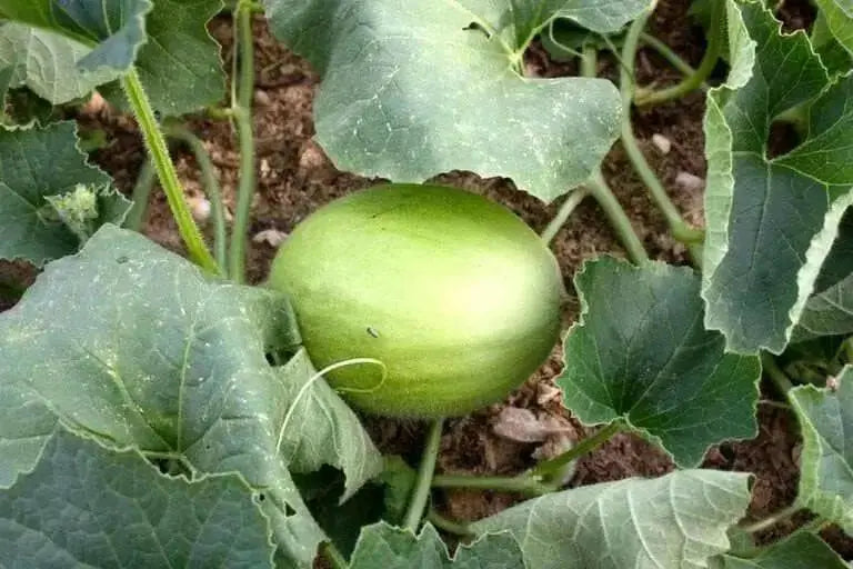 Honeydew Melon Seed - Grow In the garden, in containers, on balconies or porches HEIRLOOM , Organic,Utreated Non gmo - Caribbean garden seed