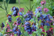 Honeywort Seeds,Cerinthe major 'Purpurascens'.BLUE SHRIMP PLANT, Great In Container, Perennial. - Caribbean garden seed
