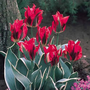 HOLLYHOOD  Tulip Bulbs" ,FALL PLANTING ! - Caribbean garden seed