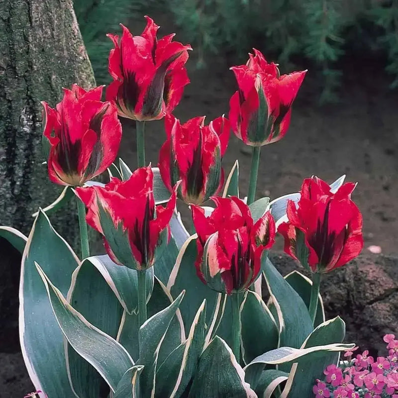 HOLLYHOOD  Tulip Bulbs" ,FALL PLANTING ! - Caribbean garden seed