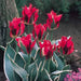 HOLLYHOOD  Tulip Bulbs" ,FALL PLANTING ! - Caribbean garden seed