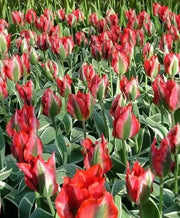 HOLLYHOOD  Tulip Bulbs" ,FALL PLANTING ! - Caribbean garden seed