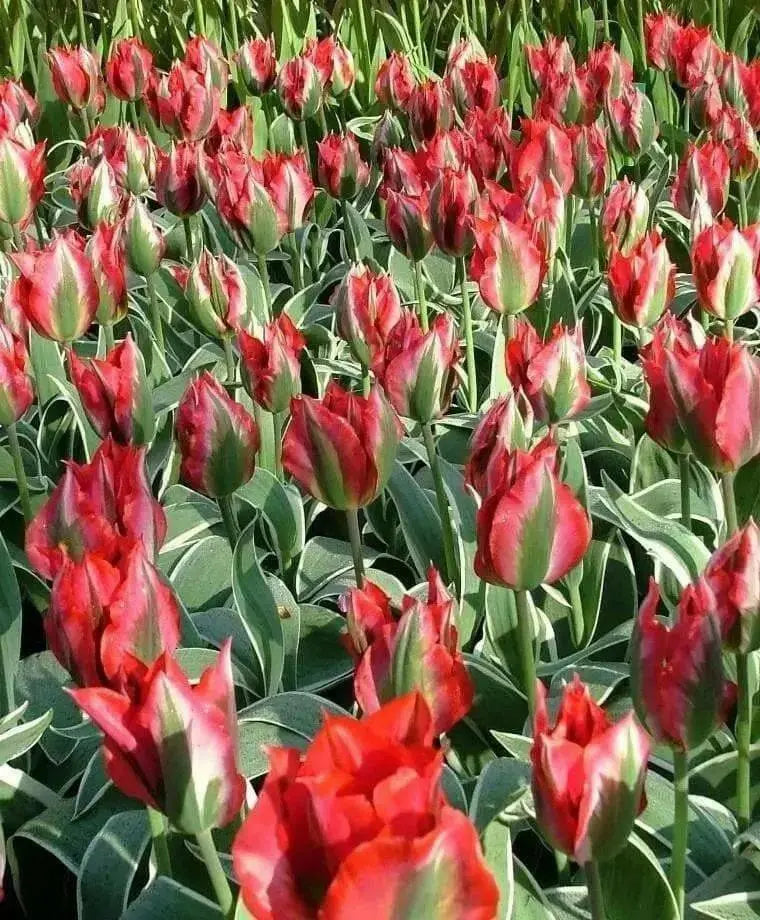 HOLLYHOOD  Tulip Bulbs" ,FALL PLANTING ! - Caribbean garden seed
