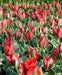 HOLLYHOOD  Tulip Bulbs" ,FALL PLANTING ! - Caribbean garden seed