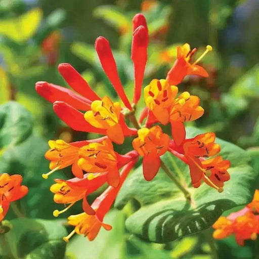 Honeysuckle Mandarin (2.5' POT Starter Plant) VINE - Caribbean garden seed