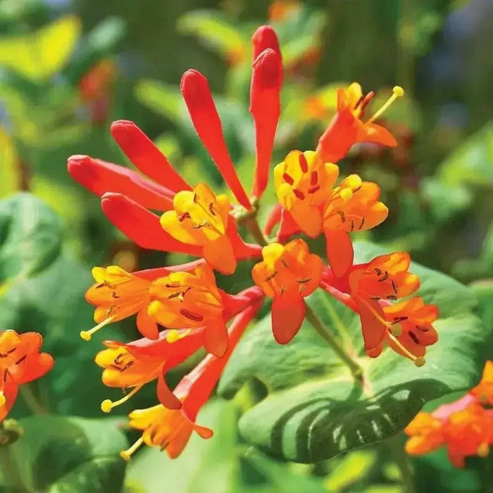 Honeysuckle Mandarin (2.5' POT Starter Plant) VINE - Caribbean garden seed