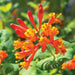 Honeysuckle Mandarin (2.5' POT Starter Plant) VINE - Caribbean garden seed