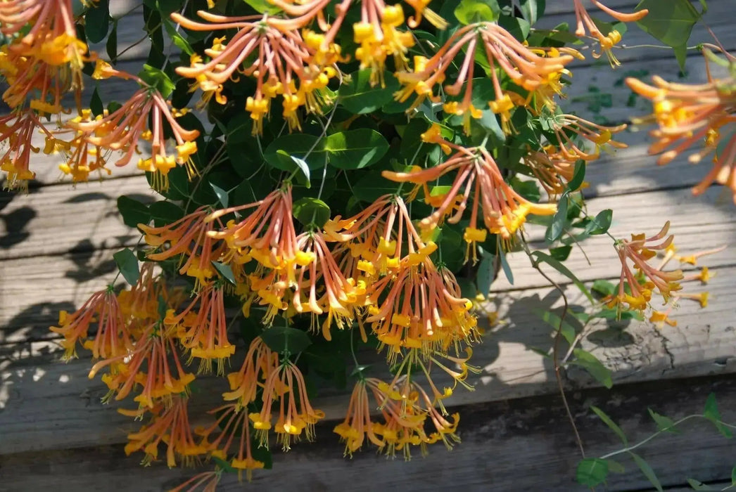 Honeysuckle Mandarin (2.5' POT Starter Plant) VINE - Caribbean garden seed