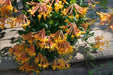 Honeysuckle Mandarin (2.5' POT Starter Plant) VINE - Caribbean garden seed