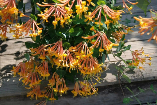 Honeysuckle Mandarin (2.5' POT Starter Plant) VINE - Caribbean garden seed