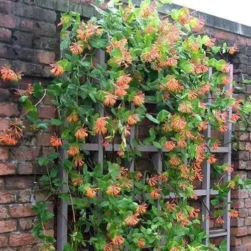 Honeysuckle Mandarin (2.5' POT Starter Plant) VINE - Caribbean garden seed