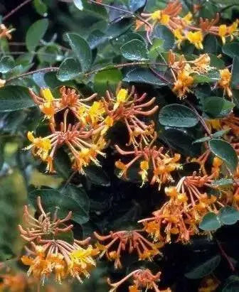Honeysuckle Mandarin (2.5' POT Starter Plant) VINE - Caribbean garden seed