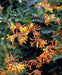Honeysuckle Mandarin (2.5' POT Starter Plant) VINE - Caribbean garden seed