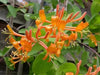 Honeysuckle Mandarin (2.5' POT Starter Plant) VINE - Caribbean garden seed