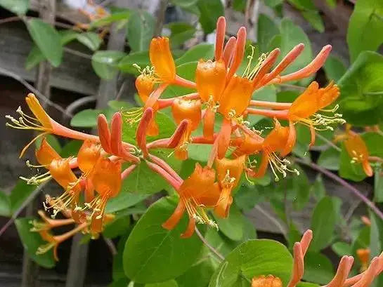 Honeysuckle Mandarin (2.5' POT Starter Plant) VINE - Caribbean garden seed