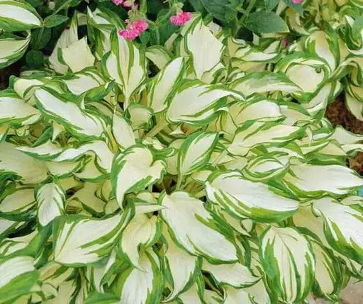 Hosta ,undulata Medio Variegata (Bareroot PLANT) SHADE PERENNIAL FOLIAGE - Caribbean garden seed