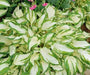 Hosta ,undulata Medio Variegata (Bareroot PLANT) SHADE PERENNIAL FOLIAGE - Caribbean garden seed