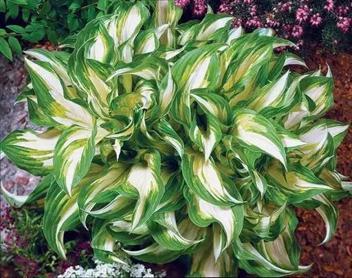 Hosta ,undulata Medio Variegata (Bareroot PLANT) SHADE PERENNIAL FOLIAGE - Caribbean garden seed