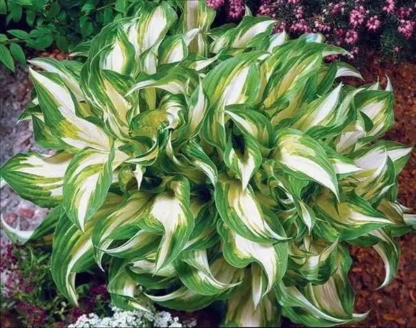 Hosta ,undulata Medio Variegata (Bareroot PLANT) SHADE PERENNIAL FOLIAGE - Caribbean garden seed
