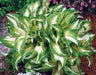 Hosta ,undulata Medio Variegata (Bareroot PLANT) SHADE PERENNIAL FOLIAGE - Caribbean garden seed
