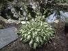 Hosta ,undulata Medio Variegata (Bareroot PLANT) SHADE PERENNIAL FOLIAGE - Caribbean garden seed