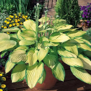 Hosta 'Gold Standard' (1 Bareroot Plant) Garden flowers, shade perennial - Caribbean garden seed