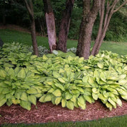 Hosta 'Gold Standard' (1 Bareroot Plant) Garden flowers, shade perennial - Caribbean garden seed