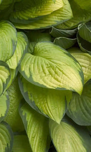 Hosta 'Gold Standard' (1 Bareroot Plant) Garden flowers, shade perennial - Caribbean garden seed