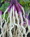 Hinona Kabu Turnip Seeds ,Asian Vegetable - Caribbean garden seed