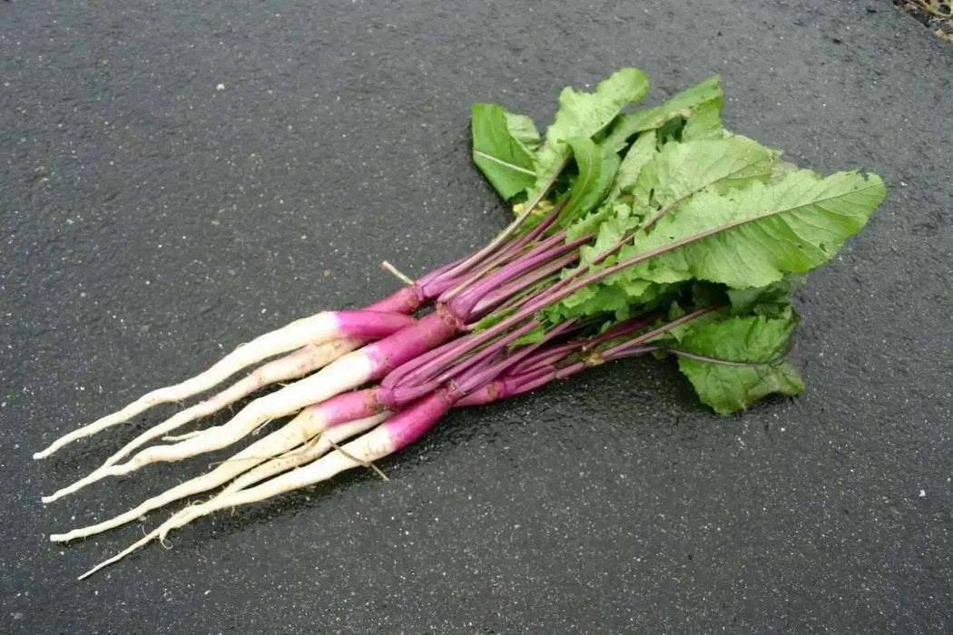 Hinona Kabu Turnip Seeds ,Asian Vegetable - Caribbean garden seed