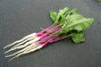 Hinona Kabu Turnip Seeds ,Asian Vegetable - Caribbean garden seed