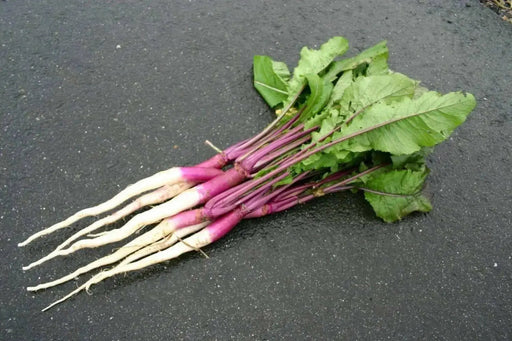Hinona Kabu Turnip Seeds ,Asian Vegetable - Caribbean garden seed