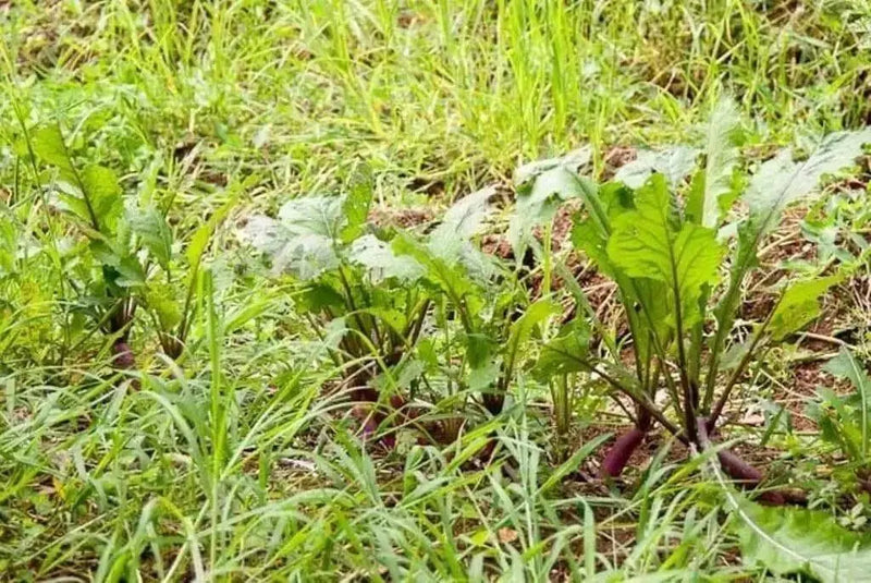 Hinona Kabu Turnip Seeds ,Asian Vegetable - Caribbean garden seed