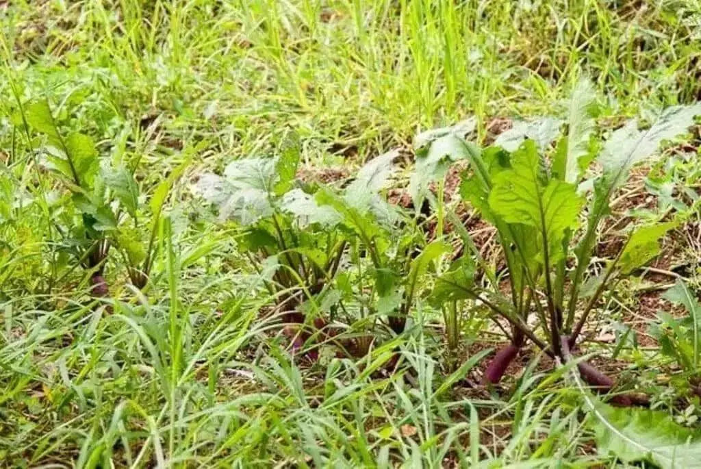 Hinona Kabu Turnip Seeds ,Asian Vegetable - Caribbean garden seed