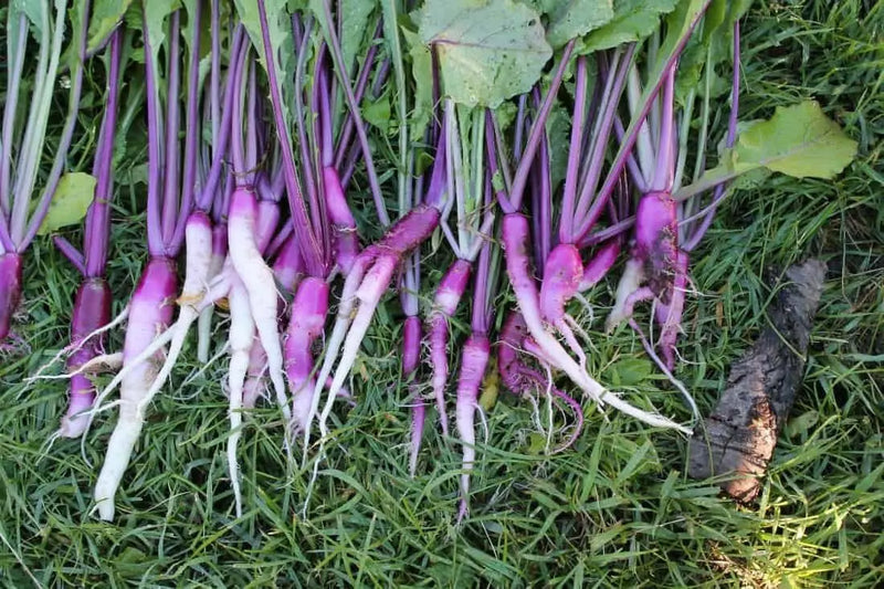 Hinona Kabu Turnip Seeds ,Asian Vegetable - Caribbean garden seed